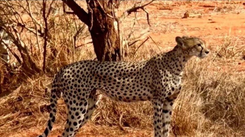 Mombasa/Diani: 2-Day Tsavo East National Park Safari - The Sum Up: Who Will Love This Tour?