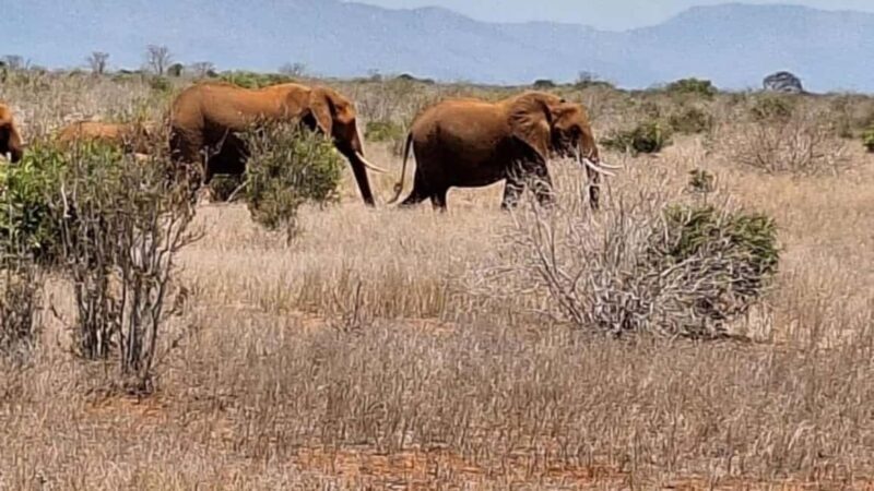 Mombasa/Diani: 2-Day Tsavo East National Park Safari - FAQ