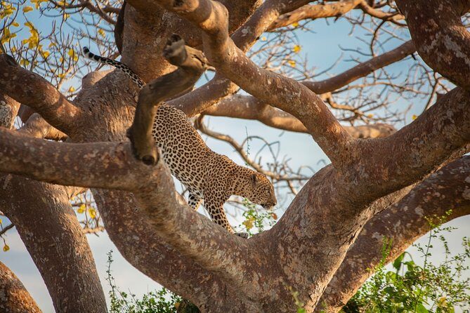 Mombasa & Diani: Group Day Trips to Tsavo Park - An Overview of the Experience
