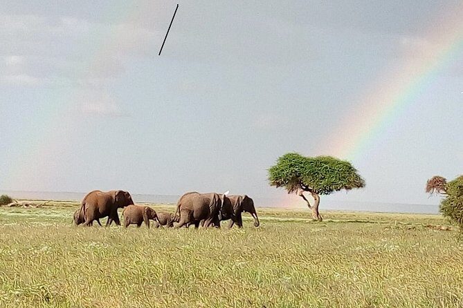 Mombasa & Diani: Group Day Trips to Tsavo Park - Authentic Perspectives from Travelers