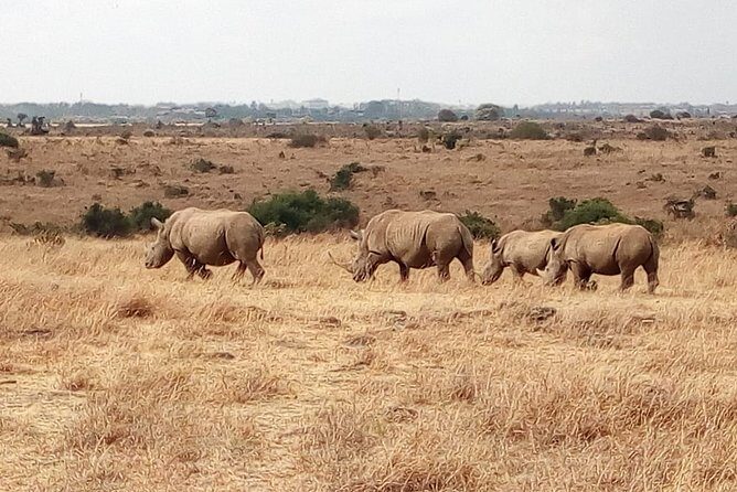 Mombasa & Diani: Group Day Trips to Tsavo Park - Practical Details That Matter