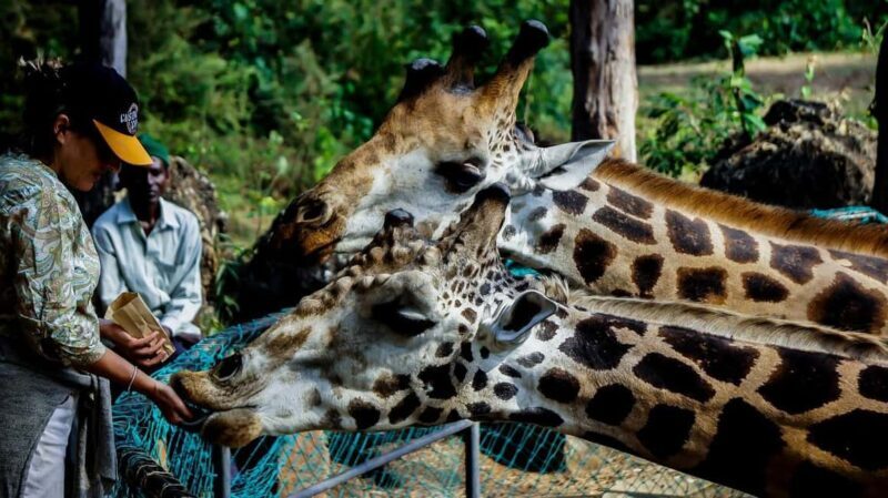 Mombasa/Diani: Unforgettable Private City Tour Of Mombasa. - Final thoughts: Is this tour right for you?