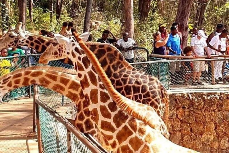 Mombasa Full Day Tour and Excursions - A Deep Dive into the Mombasa Experience