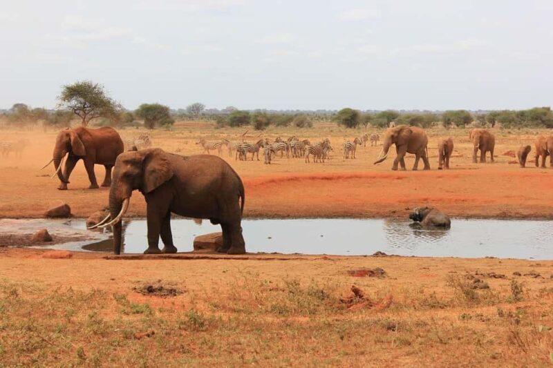 Mombasa: Overnight Safari to Tsavo East From Diani Beach - Key Points