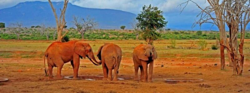 Mombasa: Overnight Safari to Tsavo East From Diani Beach - An In-Depth Look at the Safari Experience