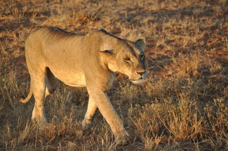 Mombasa: Overnight Safari to Tsavo East From Diani Beach - The Authenticity and Value of the Tour