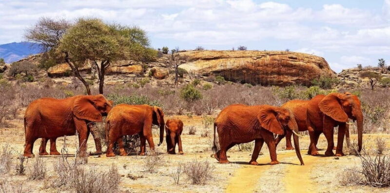 Mombasa: Overnight Safari to Tsavo East From Diani Beach - Final Thoughts
