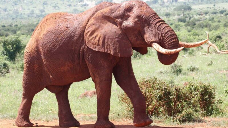 Mombasa: Tsavo East National Park Day Tour - Key Points
