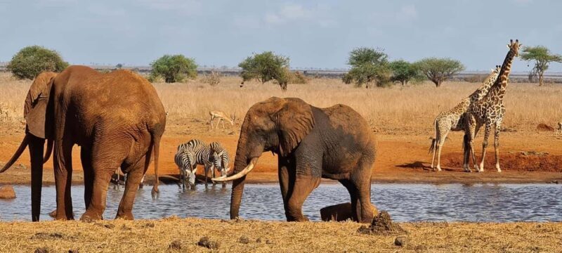 Mombasa: Tsavo East National Park Day Tour - An Inside Look at the Tsavo East National Park Day Tour