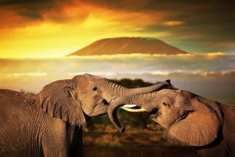 Mombasa: Tsavo East National Park Day Tour - Why This Tour Might Be Right for You