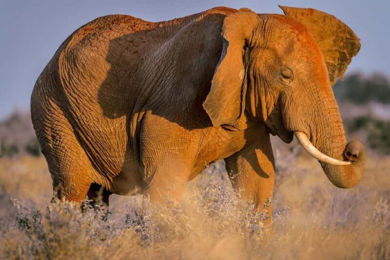 Mombasa: Tsavo East Ngutuni Sanctuary Overnight Safari - Introduction: A Genuine Wildlife Adventure from Mombasa