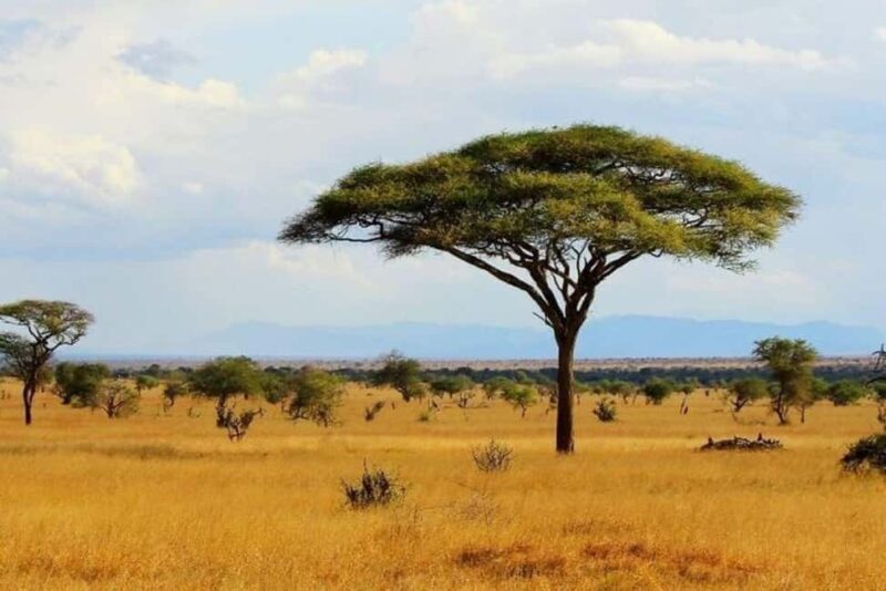 Mombasa: Tsavo East Park Day Trip with Foreign Languages - Key Points
