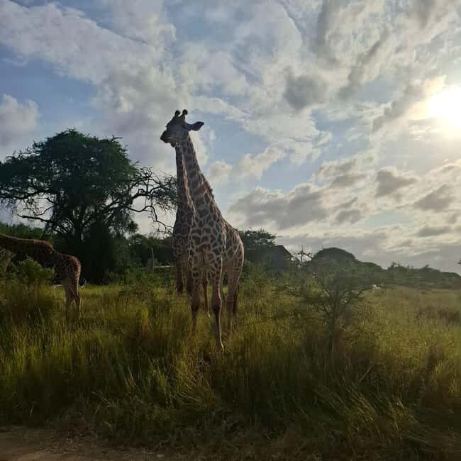 MOMBASA:FortJesus,OldCity,GiraffeOstrich,Oryx,Eland,WildTour - What to Expect