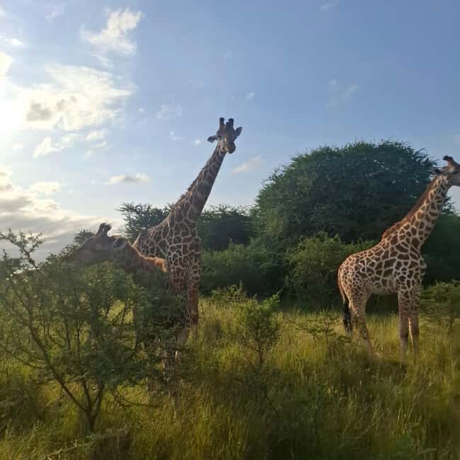 MOMBASA:FortJesus,OldCity,GiraffeOstrich,Oryx,Eland,WildTour - Authentic Experiences and Authentic Value