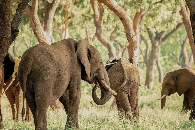 Moments with Elephants - Key Points