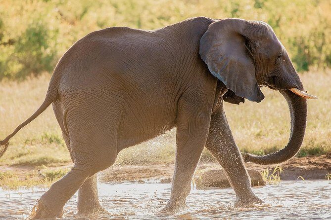 Moments with Elephants - FAQ