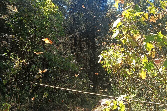 Monarch Butterflies El Rosario Preserve from Mexico City - Final Thoughts