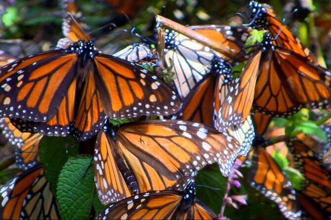 Monarch Butterfly: Biosphere Reserve & Christmas Tour in Mexico - An In-Depth Look at the Tour Experience