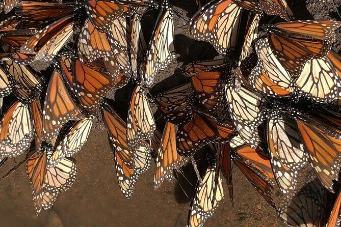 Monarch Butterfly group tour. Join me to watch #butterflies - An In-Depth Look at the Tour Experience