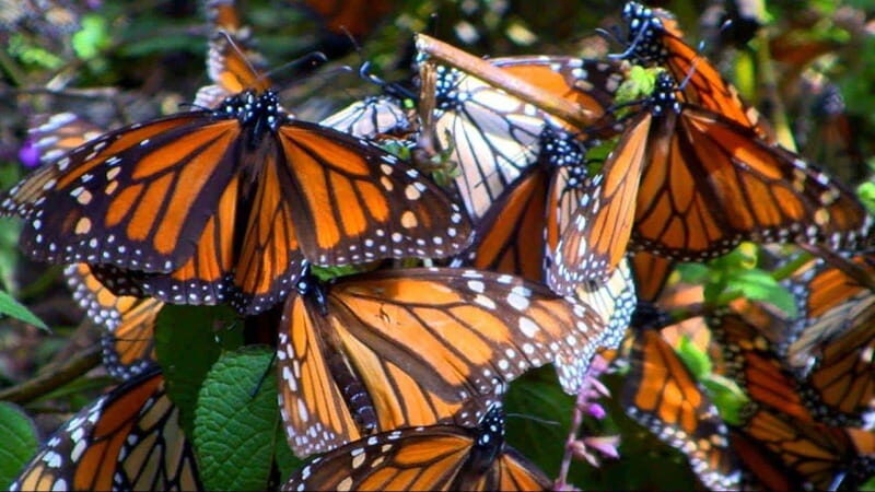 Monarch Butterfly Mexico Reserve Sanctuary & Valle de Bravo - Introduction: What to Expect from This Tour