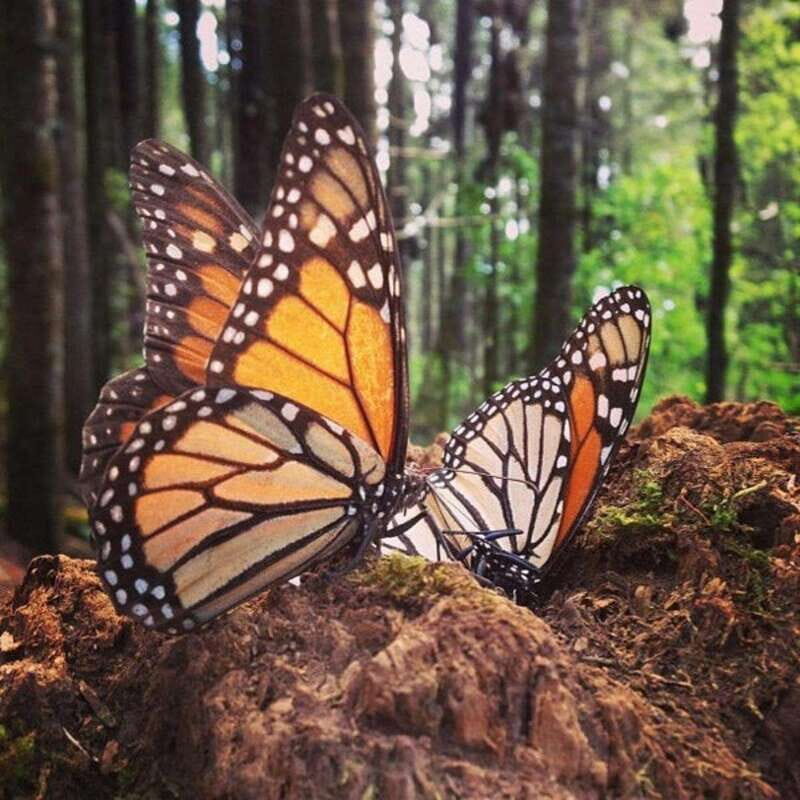 Monarch Butterfly Mexico Reserve Sanctuary & Valle de Bravo - The Experience from Start to Finish