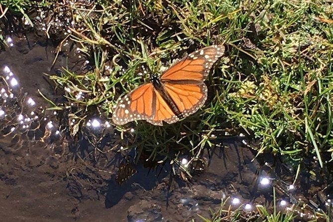 Monarch Butterfly Private Tour (Morelia) - Who Will Love This Tour?