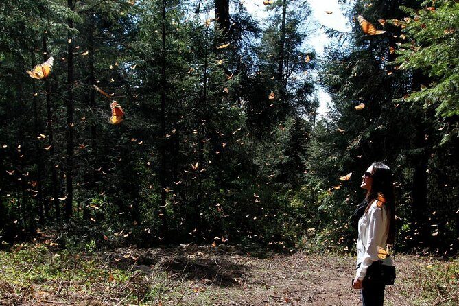 Monarch Butterfly Sanctuary Day Trip from Mexico City - Key Points