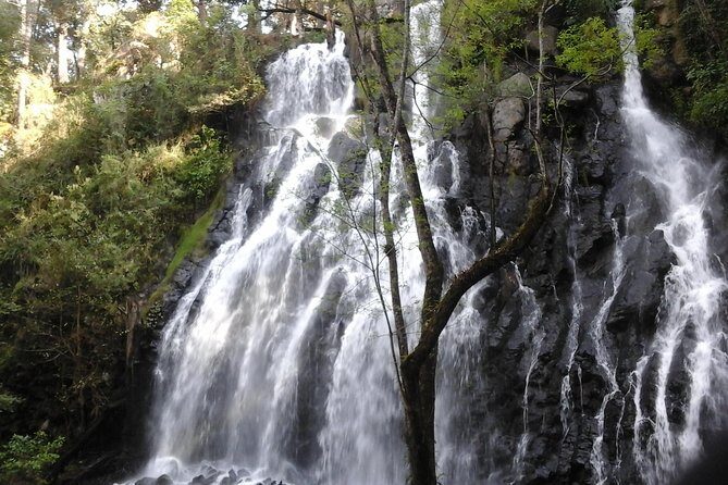 Monarch Butterfly Sanctuary Day Trip from Mexico City - An In-Depth Look at the Tour