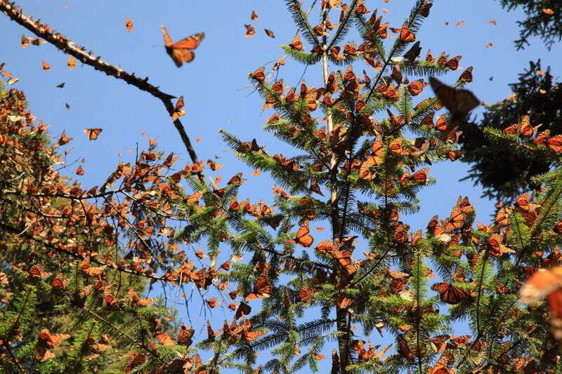 Monarch Butterfly Sanctuary Tour from Mexico City - An In-Depth Look at the Tour
