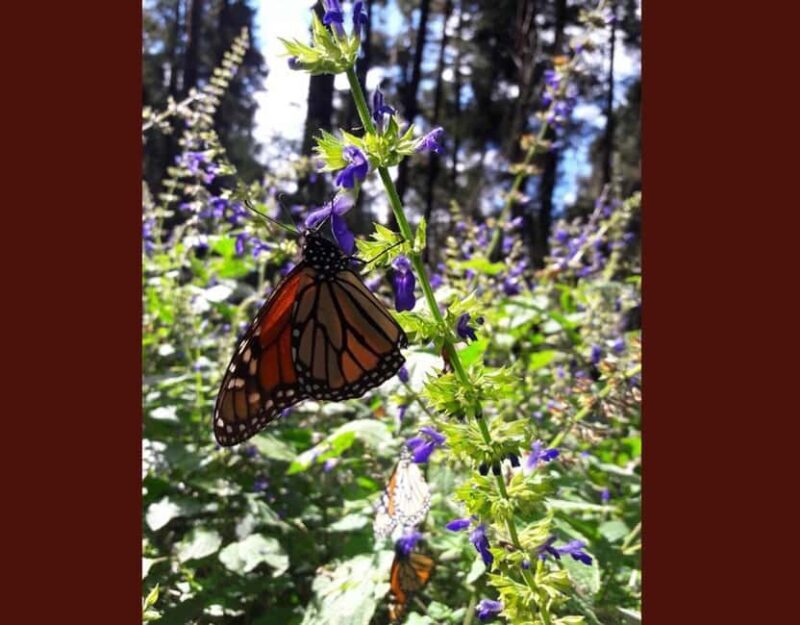 Monarch Butterfly - Weather and Altitude Considerations