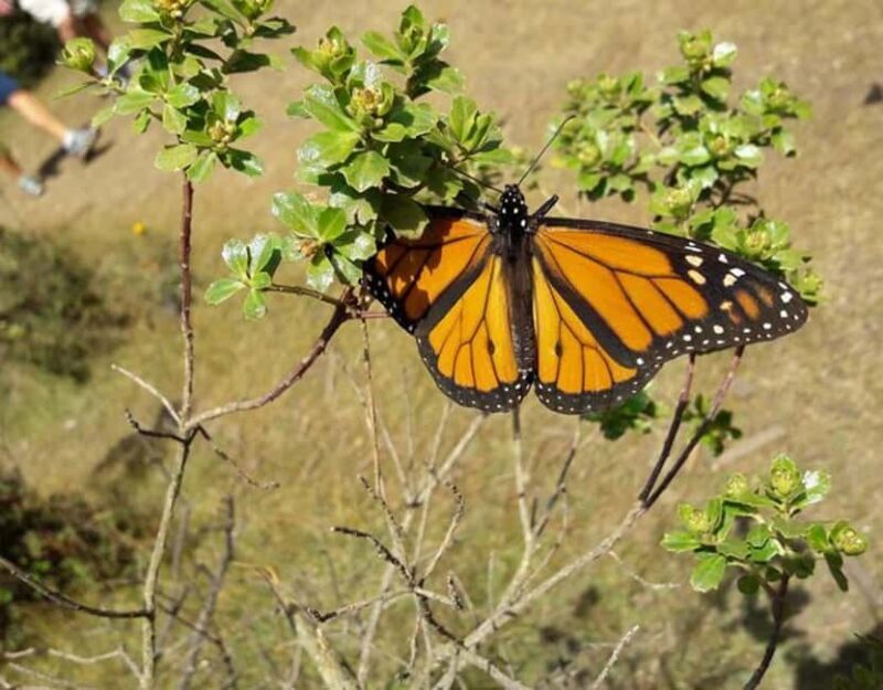 Monarch Butterfly - Accessibility and Who It’s Best For