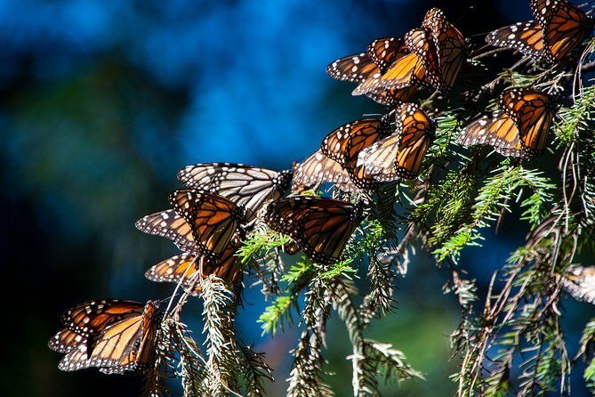 Monarch Butterfly Tour (Departing from Morelia) - The Essentials of the Monarch Butterfly Tour