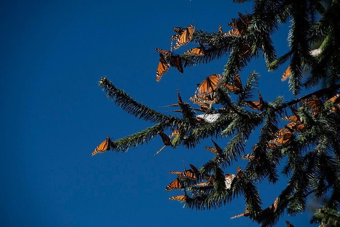 Monarch Butterfly Tour (Departing from Morelia) - What to Expect During the Tour