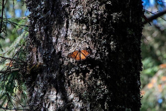 Monarch Butterfly Tour (Departing from Morelia) - Practical Considerations