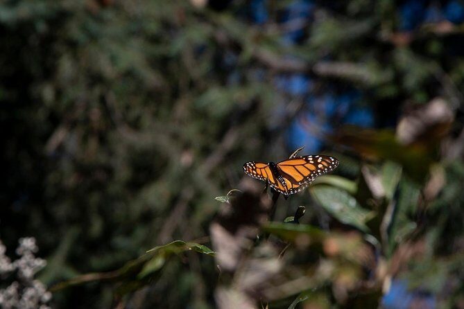 Monarch Butterfly Tour (Departing from Morelia) - Final Thoughts: Who Should Consider This Tour?