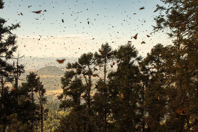Monarch Butterfly Tour (Departing from Morelia) - FAQ