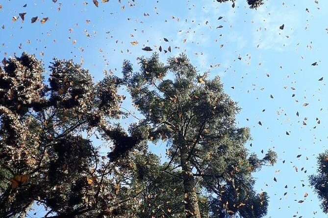 Monarch Butterfly Tour from Mexico City - In The Sum Up
