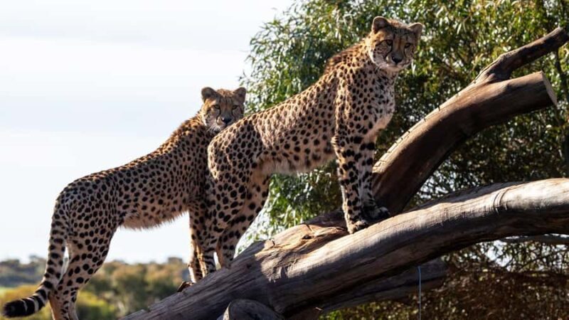 Monarto Safari Park: Cheetah Experience - An In-Depth Look at the Monarto Cheetah Experience