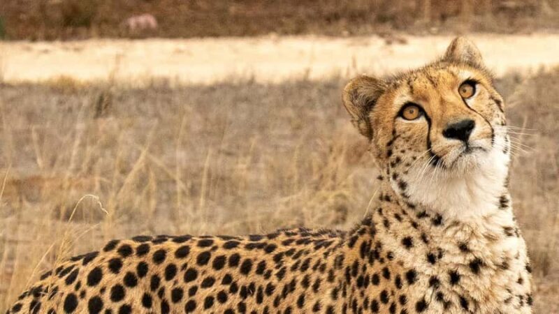 Monarto Safari Park: Cheetah Experience - FAQs