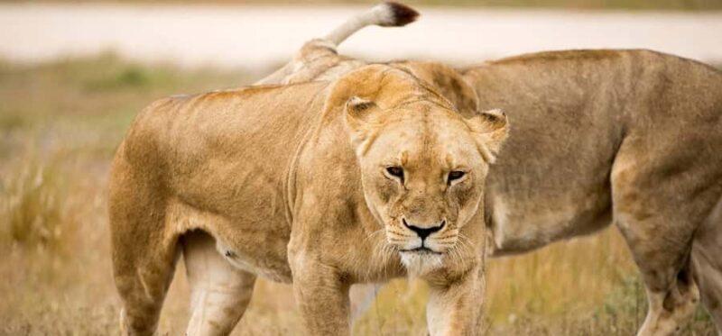 Monarto Safari Park: Keeper for a Day - What Makes It Special?