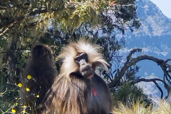 Monastic Marvels Exploring the beauty of Debre Libanos Monastery - Practical Details and Value