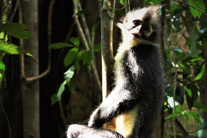 Monkey Business 2 days - 1 night Jungle Trekking (including rafting) - Who Is This Tour Best For?