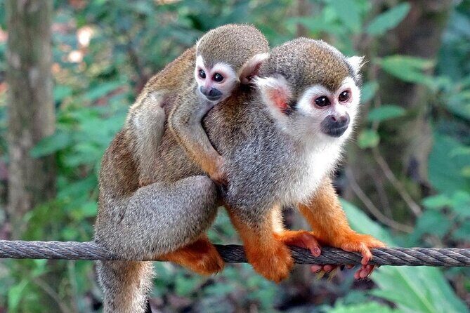 Monkey Enconter & Zip line Adventure - Key Points