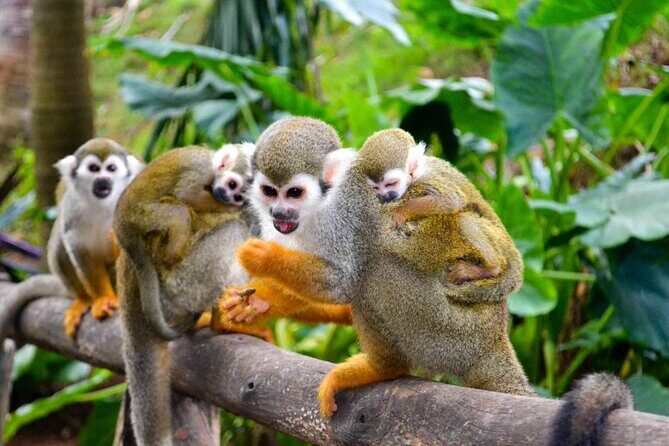 Monkey Enconter & Zip line Adventure - Who Will Love This Tour?