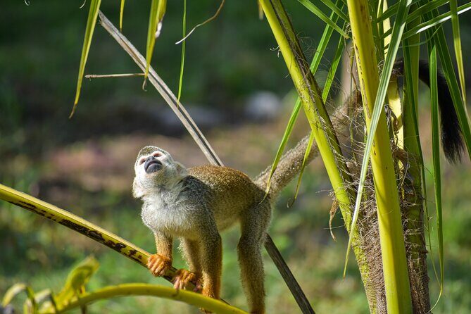 Monkey Encounter and Zip Line Tour from Amber Cove and Taino Bay - Introduction: Why This Tour Might Be a Great Choice