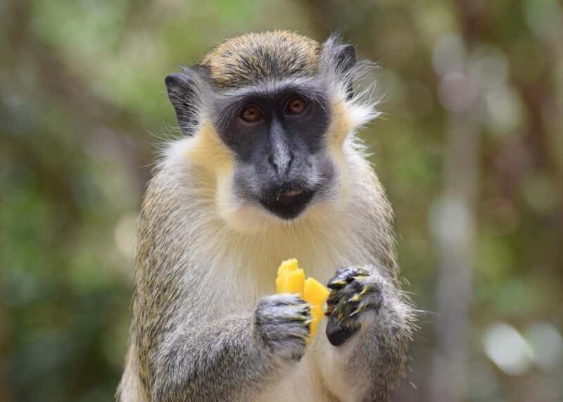 Monkey Feeding & Historic Sugar Plantation & Rum Distillery - Authentic Experiences Beyond the Highlights