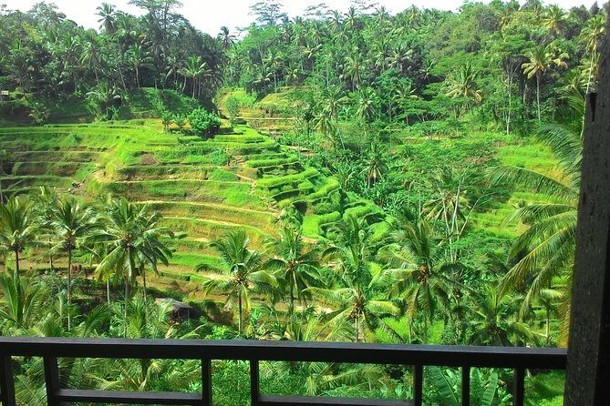 Monkey Forest, Ubud, Waterfall and Rice Terrace - A Closer Look at the Tour Experience
