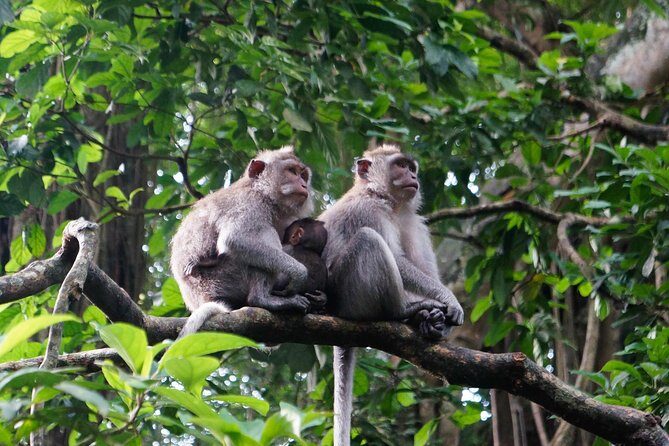Monkey Forest, Ubud, Waterfall and Rice Terrace - Uma Pakel Agro Tourism: Coffee, Chocolate, and More