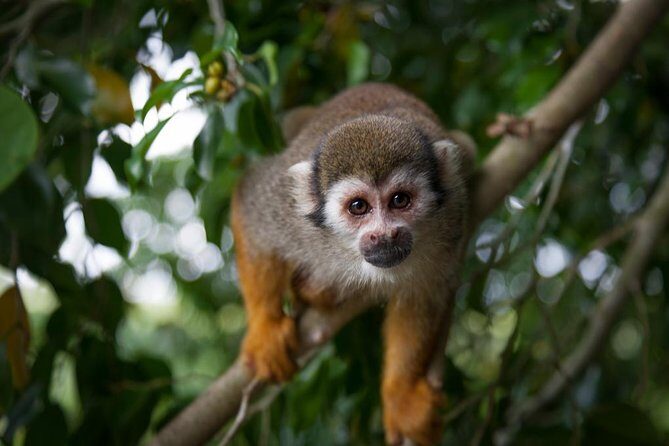 Monkeyland and Zipline Adventure from Puerto Plata - A Full Breakdown of the Experience
