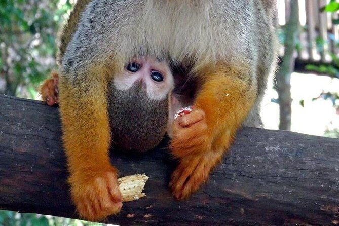 Monkeyland and Zipline Adventure from Puerto Plata - The Sum Up